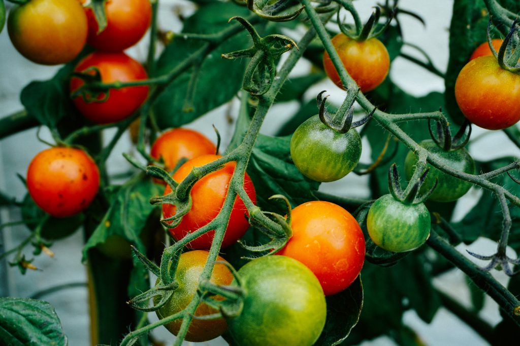 talianske paradajky